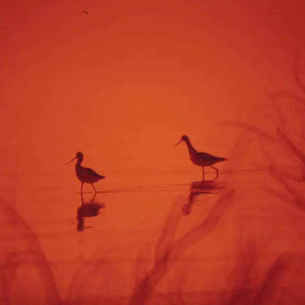 Pájaros en un lago.